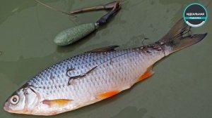 Ловля щуки на донку