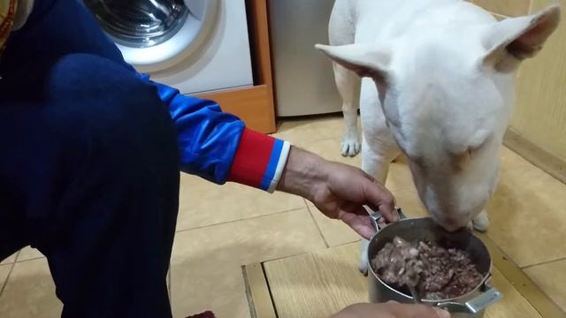 Как ужинает 🍜 Дэнни Бультерьер смотреть онлайн
