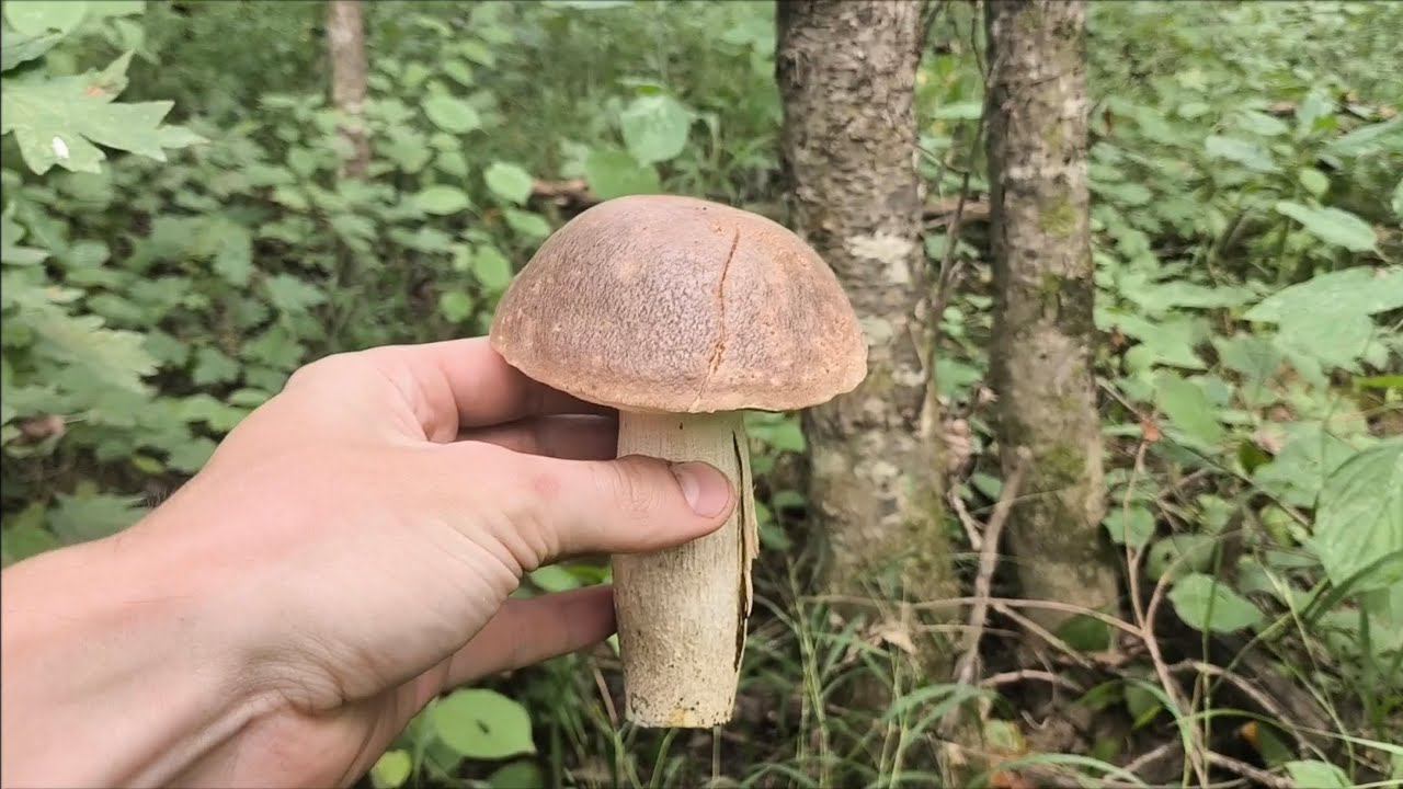 За грибами в лес смотреть онлайн