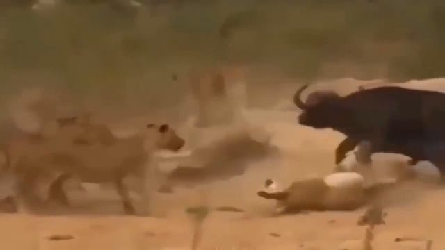 Moment Of Horror Of Predators - Lion, Buffalo, Cheetah, Wildebeest, Antelope, Zebra смотреть онлайн