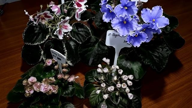 Температура содержания фиалок. Что нужно об этом знать. смотреть онлайн