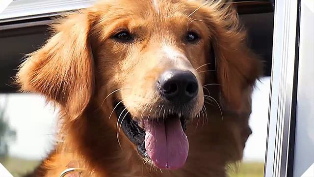 A Dog's Purpose Britt Robertson Comedy Movie 2017 смотреть онлайн