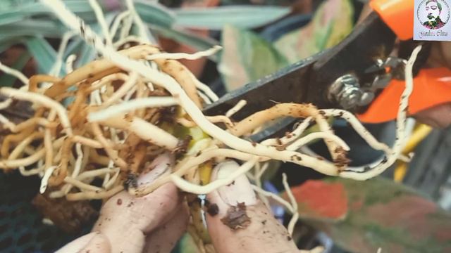 Aglaonema Plant | EASIEST Ways To Propagate Aglaonema Plant! အိမ်တော်မင်္ဂလာပင် Aglaonema Heng Heng смотреть онлайн