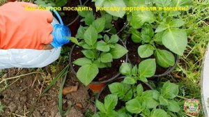 Как быстро посадить рассаду картофеля в мешки? Выращивание картофеля в мешках