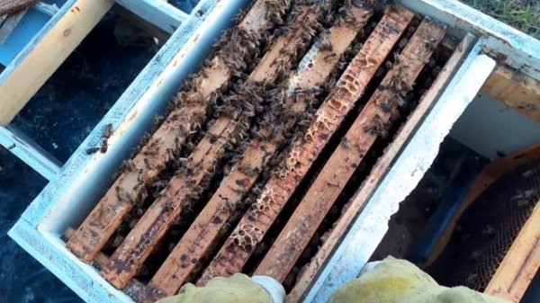 СТРАННЫЕ= СОВЕТЫ)панос)))