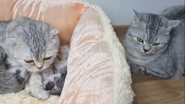 Почему кошки облизывают своих хозяев ? смотреть онлайн