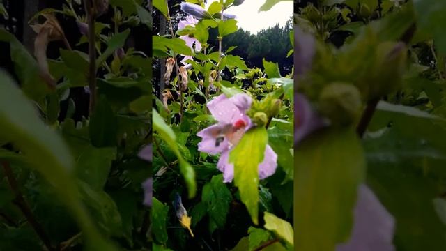 Marina di Carrara 2019 смотреть онлайн