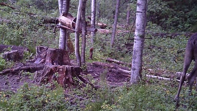 Молодой бычок боится грома. Лось. Фотоловушка Suntek. НС-801А. смотреть онлайн