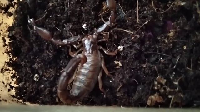 Моя застенчивая Мориэла *Nebo hierichonticus. Для любителей скорпионов. Скорпионы в террариуме. смотреть онлайн