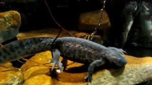 Как бороться с диатомовыми (бурыми) водорослями в аквариуме.