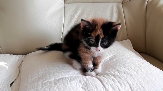 Куки впервые на Ютубе :) смотреть онлайн