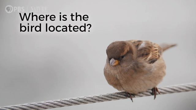 First-Time Birders | Birding 101 with Sheridan Alford смотреть онлайн