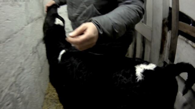 КАК КУПИТЬ ТЕЛЕНКА И НЕ ПРОГАДАТЬ! смотреть онлайн