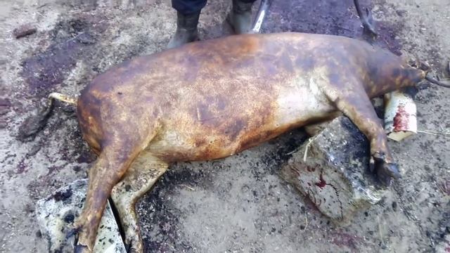 осмал поросёнка газовой горелкой смотреть онлайн
