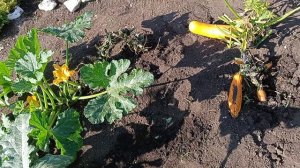 Деревенская жизнь.