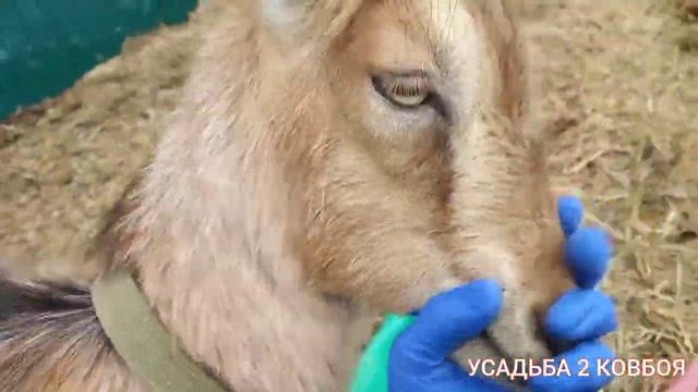 Сегодня погода к нам благосклонна , дождя нет .Гуляем . смотреть онлайн