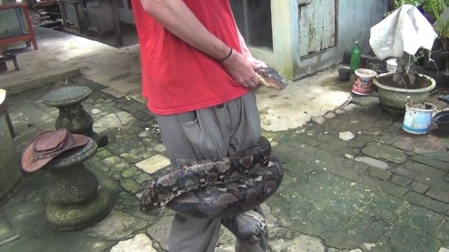 Big Wild Reticulated Python in Bali! смотреть онлайн