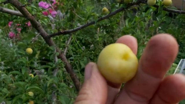 Слива в Сибири смотреть онлайн