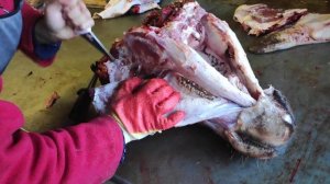 БЫСТРАЯ ОБВАЛКА ГОВЯЖЬЕЙ ГОЛОВЫ