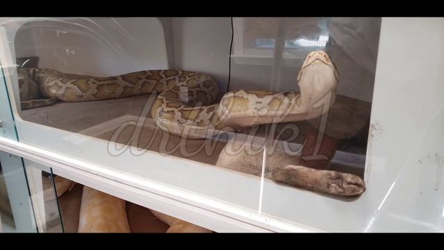 big pythons eat pigs смотреть онлайн