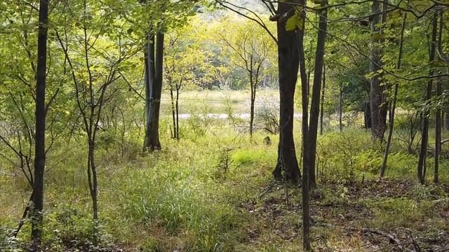 Есенин С. А. - В этом мире я только прохожий… (сестре Шуре) смотреть онлайн