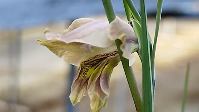 【絶滅危惧種】グラジオラス・グリセウスが咲きました！Gladiolus griseus blooming in my nursery. смотреть онлайн
