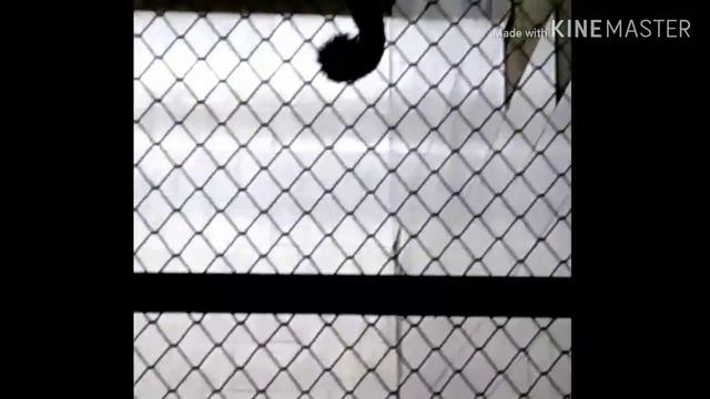 Зоопарк Челябинск + велик