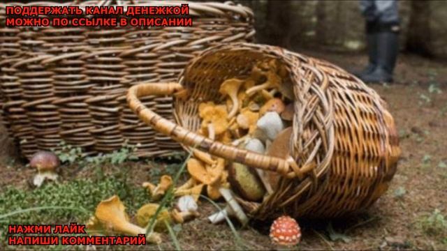 ГРИБЫ В ЗАПРЕТНОМ ЛЕСУ ( Страшная история ) смотреть онлайн