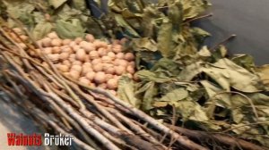 Карликовый Орех Иван Багряный. Саженцы ореха Кочерженко Walnuts Broker #КарликовыйОрехИванБагряный