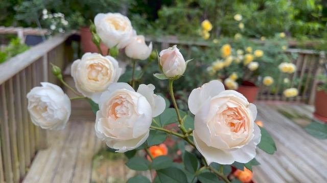 Rose - Desdemona смотреть онлайн