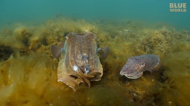Giant Australian Cuttlefish! (They're almost as big as my kids!) смотреть онлайн