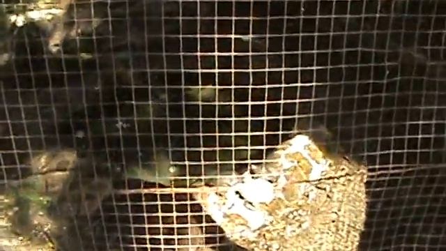 Nispero zoo plants Valle de Anton Panama смотреть онлайн