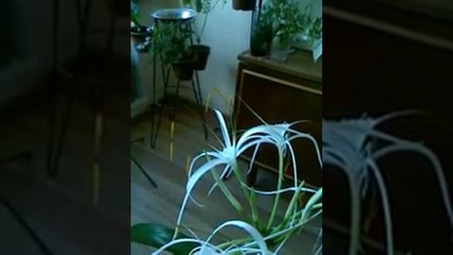 Гименокаллис расправился смотреть онлайн