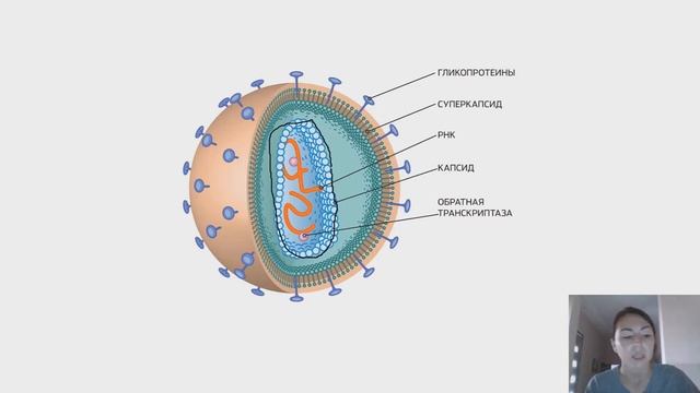 Вирусы. Строение и разнообразие. Строение бактериофага смотреть онлайн