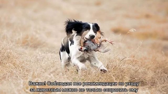 Сколько живут русские спаниели в домашних условиях смотреть онлайн