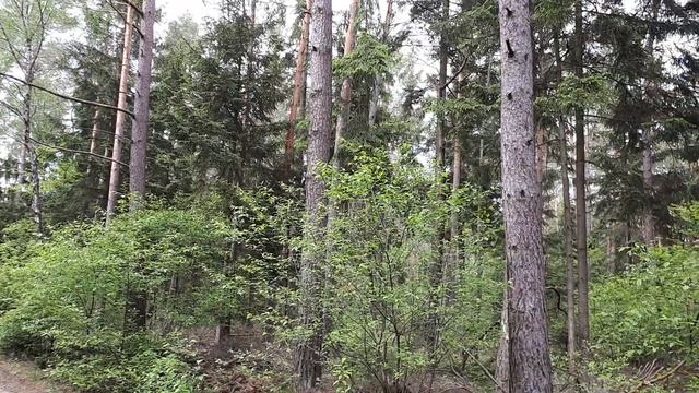 Forest after rain. Wald nach dem Regen. Лес после дождя. смотреть онлайн