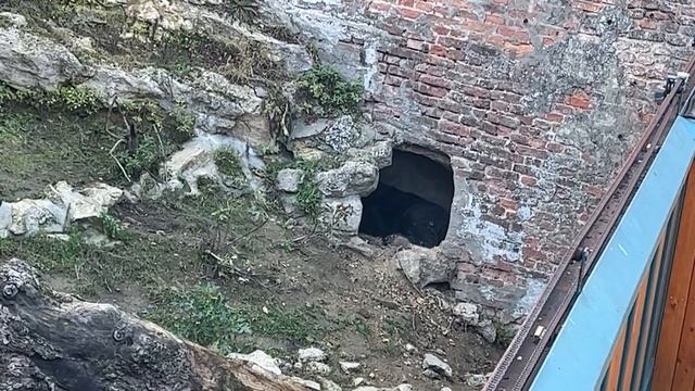 Белградский зоопарк, ноябрь 2022 г /Београдски зоолошки врт / Belgrade Zoo / Beogradski zoološki vr смотреть онлайн