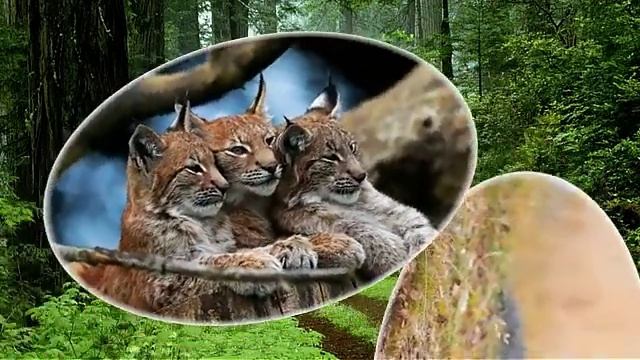 Рысь - представитель семейства кошачьих смотреть онлайн