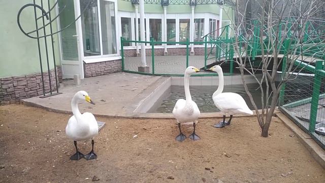 Мы не гуси #зоопарк смотреть онлайн