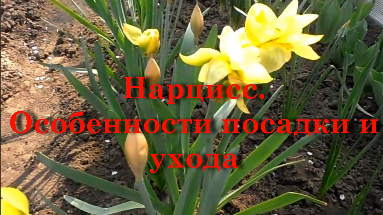 Нарцисс. Особенности посадки и ухода смотреть онлайн