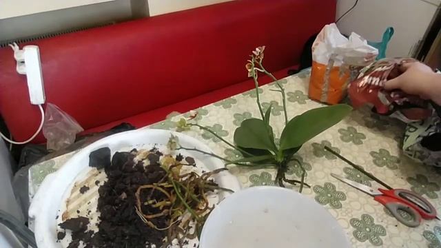 орхидея посадка смотреть онлайн