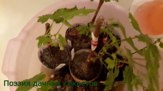 Виноград: прошел месяц после посадки. смотреть онлайн