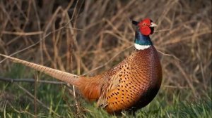 Разведение фазанов в домашних условиях как бизнес идея