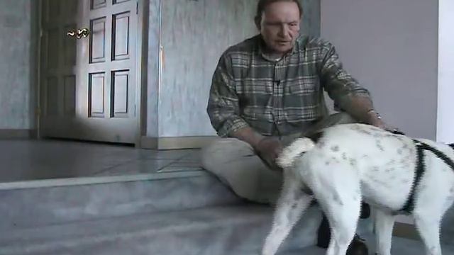 An Olde English Bulldog named 'BlockHead' has been adopted out of the Lucas County Dog Pound. смотреть онлайн