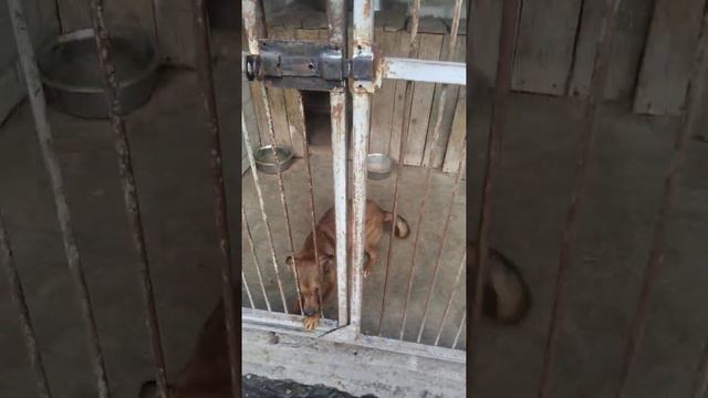 бездомные собаки.Волонтеры.Каштан Донецк. смотреть онлайн
