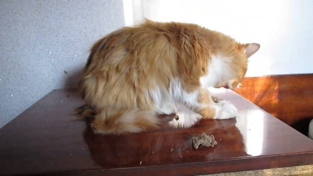 Землянка выживание! Харьков! Харьковская область! своими руками! реальные советы! help! котики! смотреть онлайн