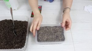 Бальзамин Садовый, посев семян на рассаду