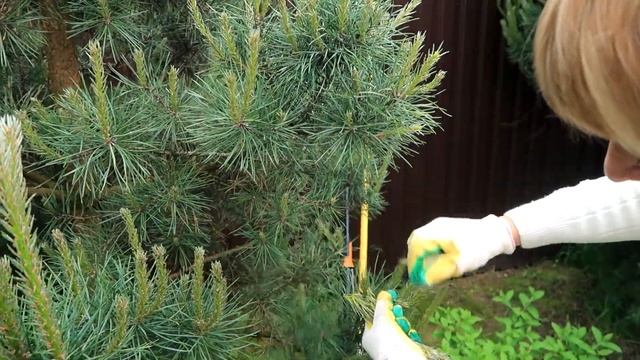 ПУШИСТЫЕ СОСНЫ ЗА 5 ЛЕТ | ФОРМИРОВАНИЕ КРОНЫ СОСНЫ ОБЫКНОВЕННОЙ | ОБРЕЗКА ЕЛИ ОБЫКНОВЕННОЙ