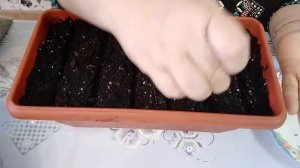 Капуста брокколи посев на рассаду