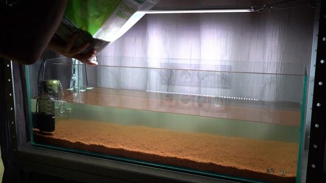 Перезапуск аквариума (продолжение) смотреть онлайн